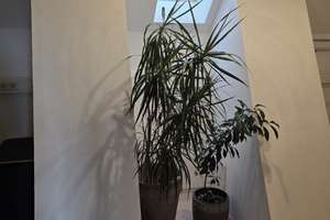 Haus-Hof-Bauweise mit 2 Gebäuden: Haupthaus im Loftstil und Vorderhaus als Zweifamilienhaus! – Die vollständige Adresse der Immobilie erhältst du vom Anbieter., 67256 Weisenheim am Sand – Vorschaubild 25