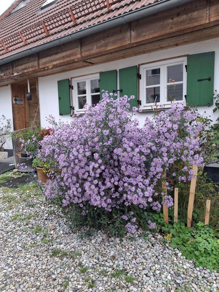 Immobilie in Eurasburg - Bauernhof mit Wohnbebauung, Pferdestall und angrenzender Koppel auf großzügigem Grundstück 9716 qm - Bild 4