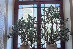 3-Raum-Stadtwohnung mit Terrasse, 
Gartenanteil & Hochparterre-Flair in Leipzig Zentrum-Südost – Kreuzstraße 9 WE01, 4103 Zentrum-Ost, Leipzig – Vorschaubild 11