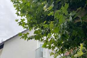 Naturholz, Licht und viel Platz für das junge (bzw. jugendlich gebliebene) Paar mit Anspruch – Wilhelm-Leuschner-Str. 2, 64560 Riedstadt – Vorschaubild 3