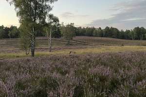 Property thumbnail 21