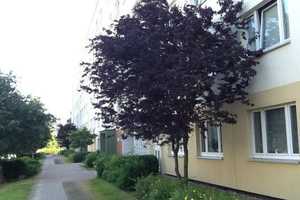 4-Zimmer-Wohnung in Rostock-Lütten Klein – Sassnitzer Str. 10, 18107 Rostock – Vorschaubild 2