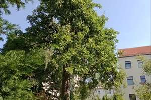 2-Zimmer Altbauwohnung mit Privatgarten und sehr schönem Wohnzimmerblick, 3. OG – Die vollständige Adresse der Immobilie erhältst du vom Anbieter., 13509 Borsigwalde, Berlin – Vorschaubild 8