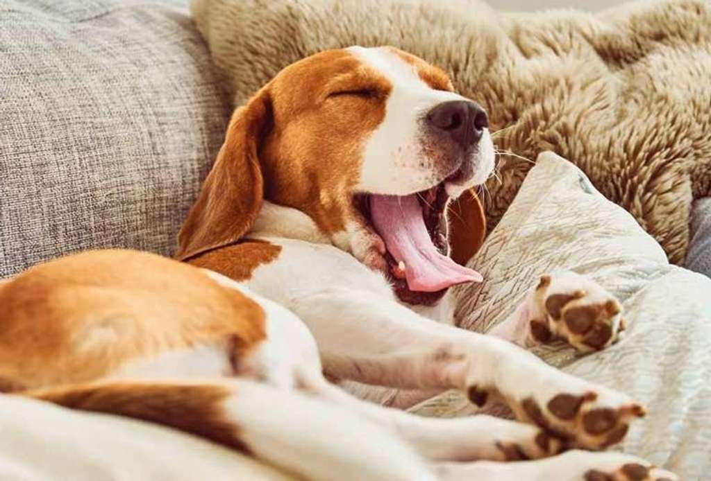 Immobilie in Sinzheim - Unser Mehrgenerationen-Flagschiff für die Großfamilie - Bild 4