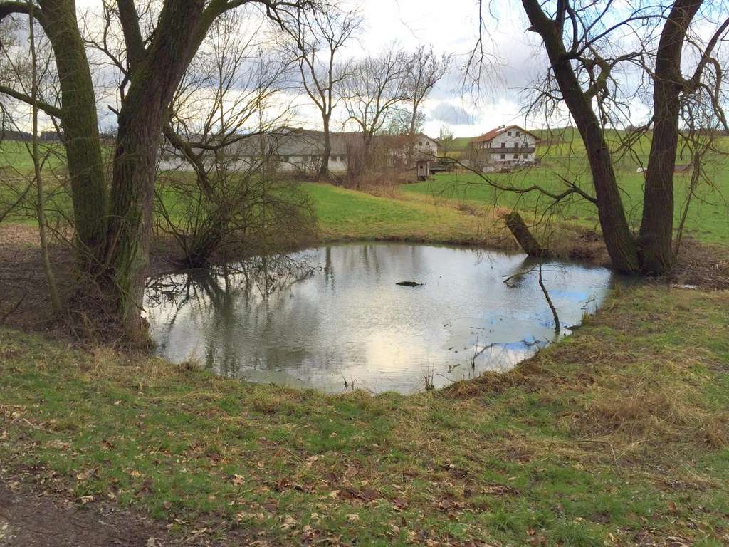Immobilie in Adlkofen - Grundstück mit Altbestand + Weiher/Wiese + großer Waldanteil - Birnkofen (Adlkofen) - Bild 2