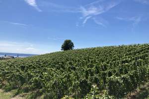 Haus mit traumhafter See-, Alpen-, Fern- und Sternsicht – Die vollständige Adresse der Immobilie erhältst du vom Anbieter., 88709 Meersburg – Vorschaubild 2