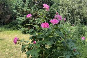 Gartenoase im Westend - Erdgeschosswohnung mit eigenem Garten und Tiefgarage – 63067 Ledermuseum, Offenbach am Main – Vorschaubild 7
