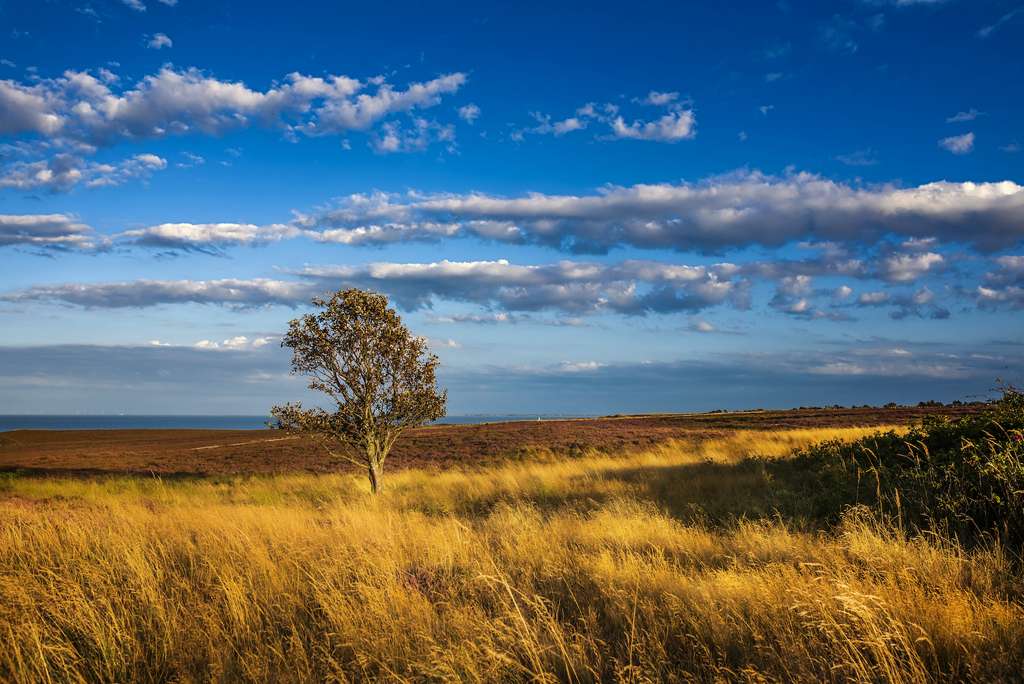 Immobilie in Wenningstedt-Braderup (Sylt) - WATTBLICK: 3-ZIMMERWOHNUNG UNTER REET - Bild 1