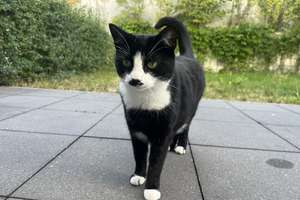Vollmöbliertes Haus mit Katze für 6 Monate zu vermieten – 93161 Sinzing – Vorschaubild 11