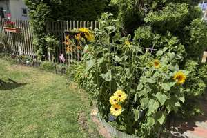 2,5 Zimmer im Erfurter Zentrum - Nähe FH/HMU/UNI - ideal für Singles oder Paare - mit Gartennutzung!