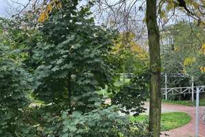 Zweitbezug nach Sanierung 10/25 in  Neuehrenfeld: Charmante 2,5-Zimmer-Altbau-Wohnung in Köln – Herkulesstraße 99, 50823 Neuehrenfeld, Köln – Vorschaubild 9