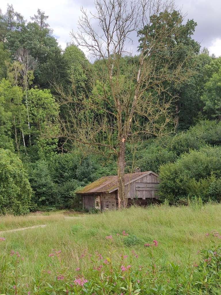 Immobilie in Adlkofen - Grundstück mit Altbestand + Weiher/Wiese + großer Waldanteil - Birnkofen (Adlkofen) - Bild 0