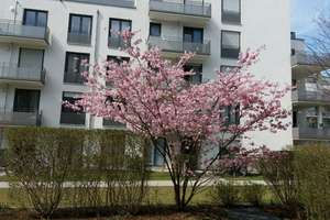 Alltagstaugliche 2-Zimmer-Wohnung mit Terrasse in München-Pasing – Fischer-von-Erlach-Straße 5A, 80689 Am Westbad, München – Vorschaubild 2