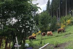 Charmantes Fachwerkhaus im Hochsauerland – Alleinlage – mit vielfältigen Nutzungsmöglichkeiten – Hochsauerlandkreis – Vorschaubild 6