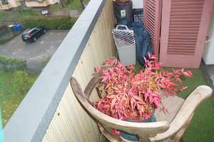 Schnäppchen, Große 2 Zimmer Whg auf 54qm mit Balkon und Garten – Die vollständige Adresse der Immobilie erhältst du vom Anbieter., 76530 Weststadt, Baden-Baden – Vorschaubild 5