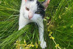 Lotta möchte nicht umziehen!  Idylle pur - Maisonette- Wohnung mit Katze, Garten, Stellplätzen...