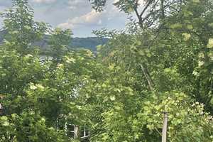 Besondere Immobilie mit großem Garten – Main-Kinzig-Kreis – Vorschaubild 4