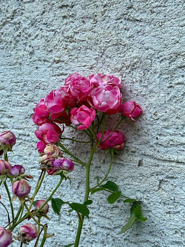 Immobilie in Unterensingen - //Sanierungsobjekt //Halbhöhenlage Unterensingen //Denkmalschutz (230 m²) und Neubau (200 m²) - Bild 3