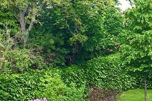 Luxuriöse neuwertige Eigentumswohnung in bester Lage von Berlin Grunewald, direkt vom Eigentümmer – Wangenheimstrasse 30, 14193 Grunewald, Berlin – Vorschaubild 3