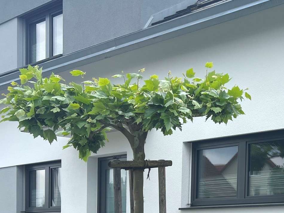 Ansicht