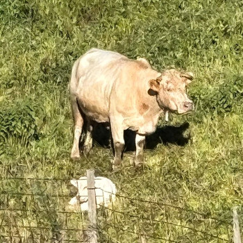 GROSSE, RUSTIKALE ANWESEN IN DEN BERGEN, MIT 4 GEBÄUDEN.