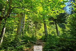 Einzigartiges Naturjuwel in den Allgäuer Alpen – anerkannte Alpe mit Wald- und Weideflächen – Die vollständige Adresse der Immobilie erhältst du vom Anbieter., 87538 Balderschwang – Vorschaubild 30