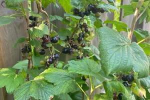 Property thumbnail 19