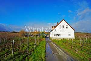 Idyllische Lage im Herzen des Rheingaus–Perfekt für Ihr Weingut oder landwirtschaftlichen Betrieb – Rheingau-Taunus-Kreis – Vorschaubild 5