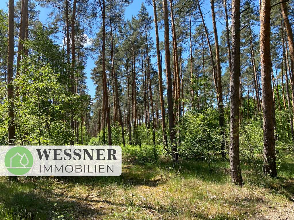Waldflächen in Dallgow-Döberitz – nahe der Berliner Stadtgrenze