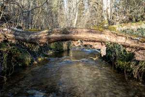 Lebensquell Hubenmühle - Wohnen & Arbeiten im Rückzugsort am Wasser – Die vollständige Adresse der Immobilie erhältst du vom Anbieter., 88634 Herdwangen-Schönach – Vorschaubild 21