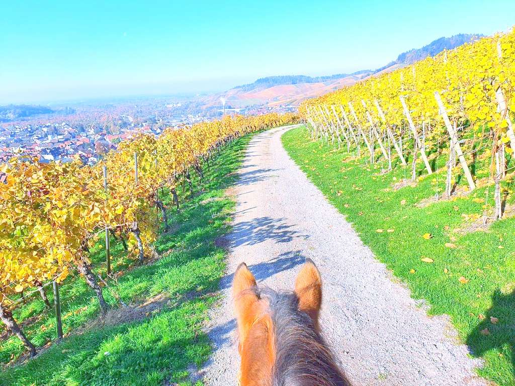 Immobilie in Kappelrodeck - Ausbaubares Bauernhaus mit Pferdestall auf 10.000 qm Grund mit Blick ins Achertal und zu den Vogesen - Bild 3