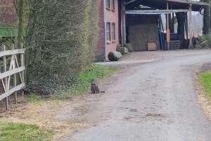 2 Zimmer auf Bauernhof zwischen Steinfurter Straße und Kinderhaus – Die vollständige Adresse der Immobilie erhältst du vom Anbieter., 48159 Uppenberg, Münster – Vorschaubild 1
