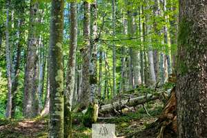 Einzigartiges Naturjuwel in den Allgäuer Alpen – anerkannte Alpe mit Wald- und Weideflächen – Die vollständige Adresse der Immobilie erhältst du vom Anbieter., 87538 Balderschwang – Vorschaubild 31