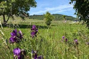 Natur pur - Großes EFH am Ortsrand - Nähe Trier und Luxemburg – Beim Weinskreuz 1, 54340 Leiwen – Vorschaubild 35