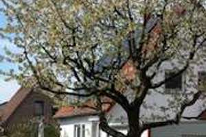 Freistehendes EFH 134m² Wfl.,967 m² Grund, 6 Zi.,  Energetisch Top (B),  Garage,  Keller, prov.frei – Sohrenkamp 4, 30539 Mittelfeld, Hannover – Vorschaubild 4