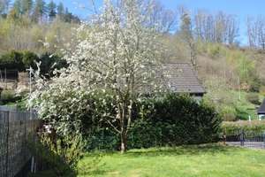 Freistehendes, modernisiertes Ein-/Zweifamilienlandhaus in bewaldeter Halbhöhenlage – Die vollständige Adresse der Immobilie erhältst du vom Anbieter., 53940 Hellenthal – Vorschaubild 10