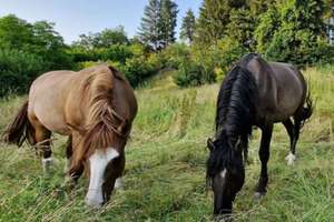 GUTSHOF IN TRAUMHAFTER NATUR – Die vollständige Adresse der Immobilie erhältst du vom Anbieter., 84337 Schönau – Vorschaubild 13