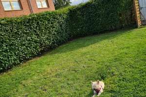 Zuhause mit viel Platz und großen Garten – Drovestraße 260, 52372 Kreuzau – Vorschaubild 5