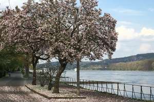 Wohnen mit Charme im historischer Fachwerkhof, 2 Minuten zum Rhein – 53179 Rüngsdorf, Bonn – Vorschaubild 24