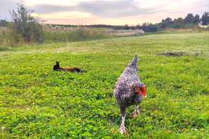Exklusive Landvilla in Prenzlau – Einfamilienhaus mit 16.000 m² Naturidylle – Uckermark (Kreis) – Vorschaubild 14