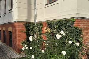 Souterrain Business-Apartment 32,5 m² zum Innenausbau im Villenvirtel Leutzsch in Leipzig – Rathenaustraße 30, 4179 Leutzsch, Leipzig – Vorschaubild 18