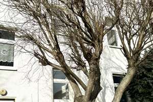 Die erste eigene Wohnung. – Brandtstraße 8, 39114 Cracau, Magdeburg – Vorschaubild 13
