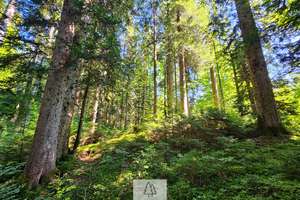 Einzigartiges Naturjuwel in den Allgäuer Alpen – anerkannte Alpe mit Wald- und Weideflächen – Die vollständige Adresse der Immobilie erhältst du vom Anbieter., 87538 Balderschwang – Vorschaubild 35