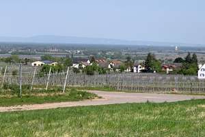 Traumgrundstück mit Randlage und  Blick auf das Hambacher Schloss! – Turmstraße 23a, 67487 Maikammer – Vorschaubild 9