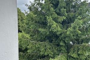 Moderne 3-Raum-Wohnung mit Balkon in Frohnhausen möchte gerne ab Oktober vermietet werden – Stenzelstraße 15, 45144 Frohnhausen, Essen – Vorschaubild 17