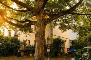 Charmantes Altbaujuwel in Leipzig-Plagwitz – 4229 Plagwitz, Leipzig – Vorschaubild 2