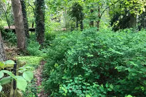 Baugrundstück mit älterem Wochenendbungalow! – Mittelweg 13, 15345 Märkisch-Oderland (Kreis) – Vorschaubild 11