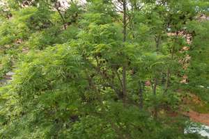 Zentrumsnahe  TOP - 2 ZKDBB - Komfort - SINGLE- Wohnung  EBK + Balkon + Garten  – Schlachthofstraße 8, 99085 Johannesvorstadt, Erfurt – Vorschaubild 23