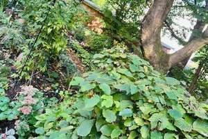 Property thumbnail 5