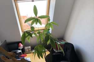 Helle Maisonette-Dachgeschoss-Wohnung mit Dachterrasse in Hannover-List - von privat – Hannover – Vorschaubild 17